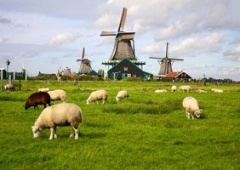 Khu đồng quê Zaanse Schans 