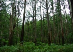 Rừng nguyên sinh Dandenong