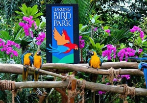 Lạc vào thế giới đầy màu sắc tại Vườn chim Jurong