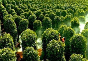 Ghé thăm vườn tiêu xinh xắn của đảo Ngọc - Phú Quốc