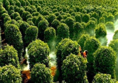 Ghé thăm vườn tiêu xinh xắn của đảo Ngọc - Phú Quốc