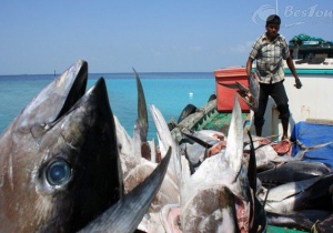 Độc đáo lễ hội ngư dân Maldives