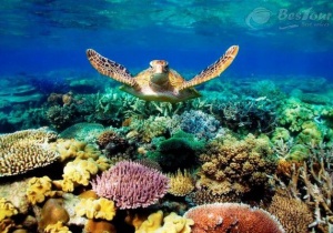 Du lịch Úc tận hưởng thiên đường san hô Great Barrier