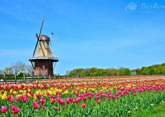 Ghé thăm vương quốc của loài hoa Tulip