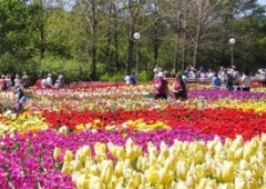 Trang trại hoa Lang Biang