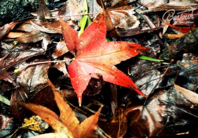 Địa điểm lý tưởng để ngắm lá phong chuyển màu tại Đài Loan (phần 2)