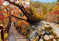 Đẹp mơ màng mùa lá vàng trên đảo Jeju 