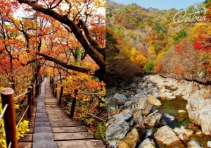 Đẹp mơ màng mùa lá vàng trên đảo Jeju 