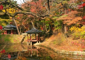 Mùa thu lá vàng đẹp đến nao lòng nơi xứ Hàn