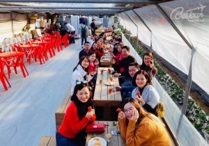 Trải nghiệm thú vị tại nông trại trồng dâu tây Hàn Quốc