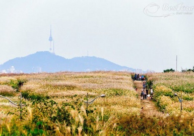 Đến Sky Park ngắm cỏ lau trắng xóa bạt ngàn