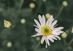 MÙA CÚC HỌA MI HÀ NỘI SẮP ĐẾN RỒI, BẠN ĐÃ BIẾT ĐỊA ĐIỂM CHECK-IN CHƯA?