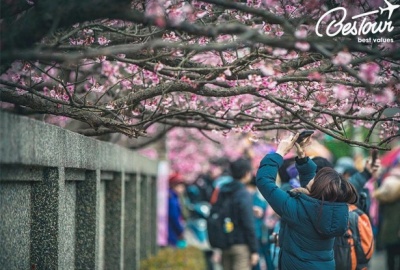 Du Lịch Tết Đài Loan 5 Ngày- Thưởng Ngoạn Hoa Anh Đào