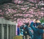 Du Lịch Tết Đài Loan 5 Ngày- Thưởng Ngoạn Hoa Anh Đào