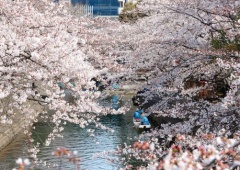 Hoa anh đào Nhật Bản nở vào mùa nào đẹp nhất?