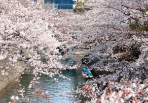 Hoa anh đào Nhật Bản nở vào mùa nào đẹp nhất?