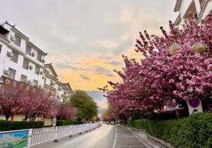 Lệ Giang Cổ trấn dưới tán hoa anh đào