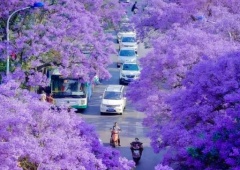 Check in mùa hoa phượng tím cực thơ ở Côn Minh 