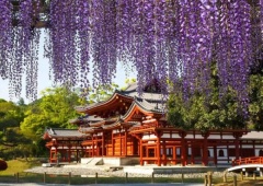 Đắm chìm trong mùa hoa tử đằng Nhật Bản nở rộ rực rỡ