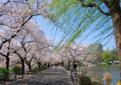 Khám phá công viên Ueno: công viên lâu đời nhất tại Tokyo