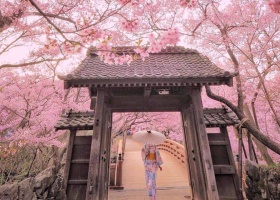 Tour Du Lịch Nhật Bản Mùa Hoa Anh Đào Sakura 2026 Bay VietNam Airline Osaka