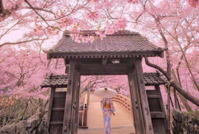 Tour Du Lịch Nhật Bản Mùa Hoa Anh Đào Sakura 2026 Bay VietNam Airline Osaka