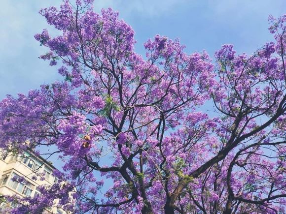 Check in mùa hoa phượng tím cực thơ ở Côn Minh  Check in mùa hoa phượng tím cực thơ ở Côn Minh