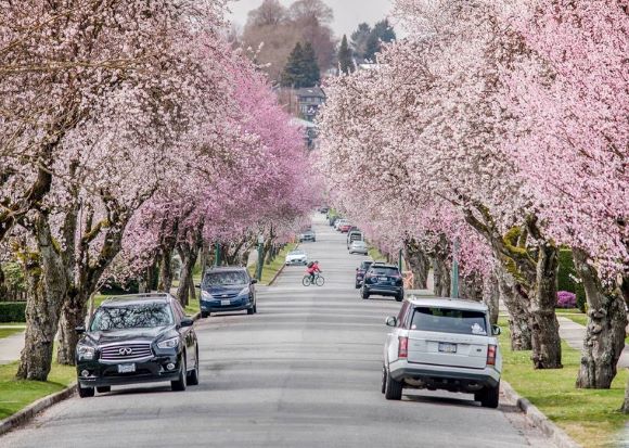 Hoa Anh Đào Trung Quốc và những điểm du lịch nổi tiếng Hoa Anh Đào Trung Quốc và những điểm du lịch nổi tiếng