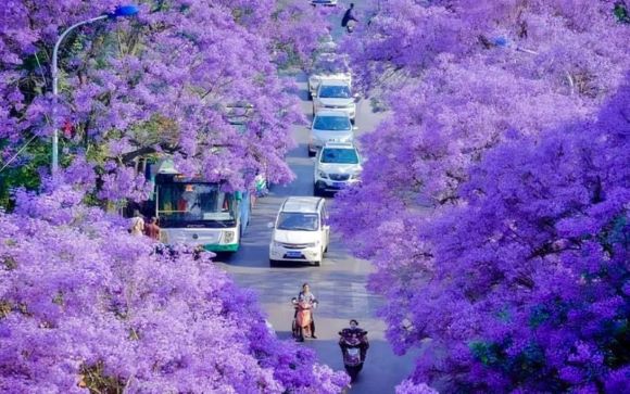 Check in mùa hoa phượng tím cực thơ ở Côn Minh  Check in mùa hoa phượng tím cực thơ ở Côn Minh