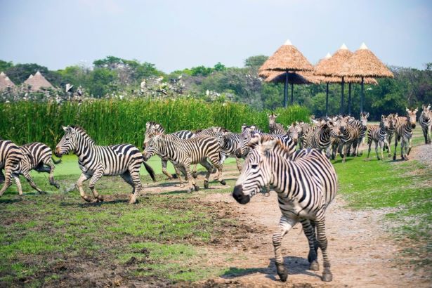 Thưởng lãm Safari World Bangkok tận hưởng cảm giác về miền hoang dã Thưởng lãm Safari World Bangkok tận hưởng cảm giác về miền hoang dã