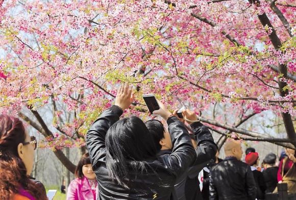 Hoa Anh Đào Trung Quốc và những điểm du lịch nổi tiếng Hoa Anh Đào Trung Quốc và những điểm du lịch nổi tiếng