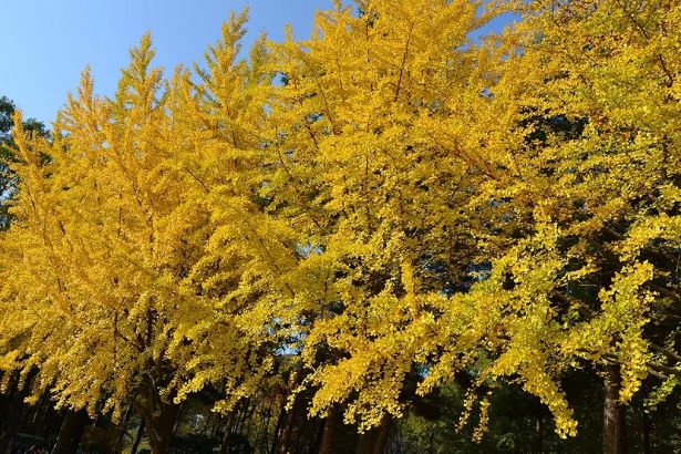 Chiêm ngưỡng đảo Nami Hàn Quốc lãng mạn như một bản tình ca Chiêm ngưỡng đảo Nami Hàn Quốc lãng mạn như một bản tình ca