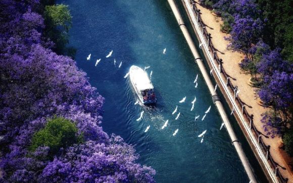 Check in mùa hoa phượng tím cực thơ ở Côn Minh  Check in mùa hoa phượng tím cực thơ ở Côn Minh