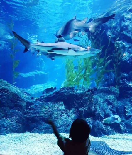 Thưởng lãm Safari World Bangkok tận hưởng cảm giác về miền hoang dã Thưởng lãm Safari World Bangkok tận hưởng cảm giác về miền hoang dã