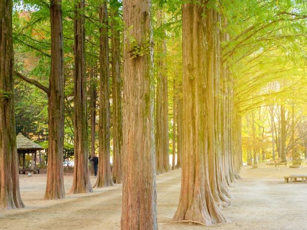 Chiêm ngưỡng đảo Nami Hàn Quốc lãng mạn như một bản tình ca Chiêm ngưỡng đảo Nami Hàn Quốc lãng mạn như một bản tình ca