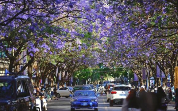 Check in mùa hoa phượng tím cực thơ ở Côn Minh  Check in mùa hoa phượng tím cực thơ ở Côn Minh