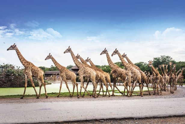 Thưởng lãm Safari World Bangkok tận hưởng cảm giác về miền hoang dã Thưởng lãm Safari World Bangkok tận hưởng cảm giác về miền hoang dã