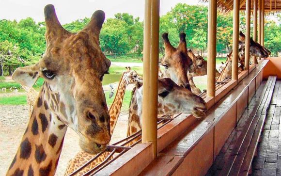Thưởng lãm Safari World Bangkok tận hưởng cảm giác về miền hoang dã Thưởng lãm Safari World Bangkok tận hưởng cảm giác về miền hoang dã