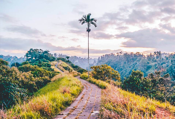 Campuhan-Ridge-Walk-ubud-bali-Sunshine