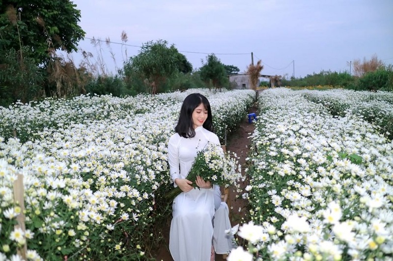 Cúc Họa Mi Hà Nội