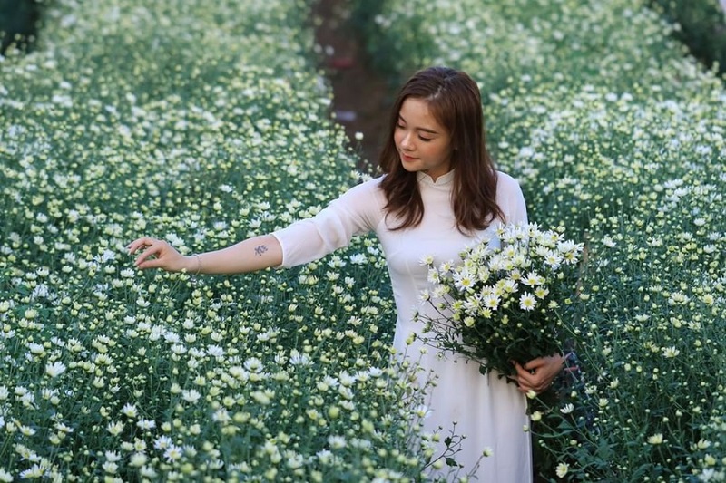 Cúc Họa Mi Hà Nội