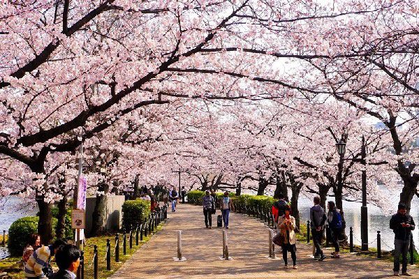 Công viên Ueno – điểm đến lý tưởng mùa hoa anh đào Nhật Bản