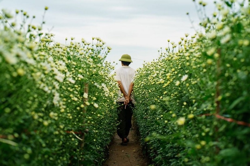 Cúc Họa Mi Hà Nội