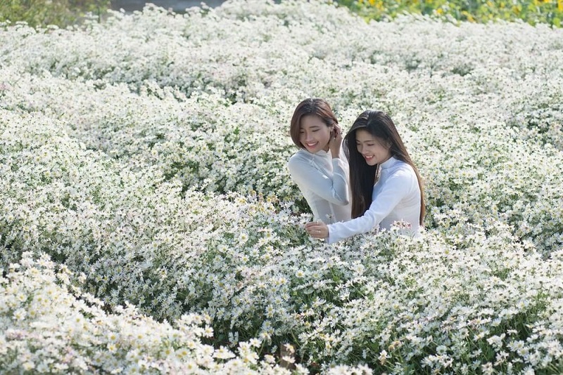 Cúc Họa Mi Hà Nội