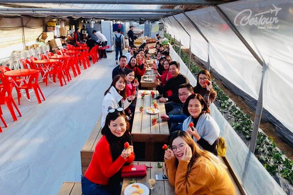 Trải nghiệm thú vị tại nông trại trồng dâu tây Hàn Quốc Trải nghiệm thú vị tại nông trại trồng dâu tây Hàn Quốc