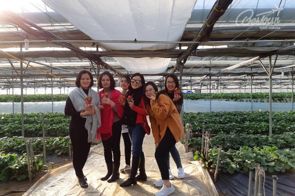 Trải nghiệm thú vị tại nông trại trồng dâu tây Hàn Quốc Trải nghiệm thú vị tại nông trại trồng dâu tây Hàn Quốc