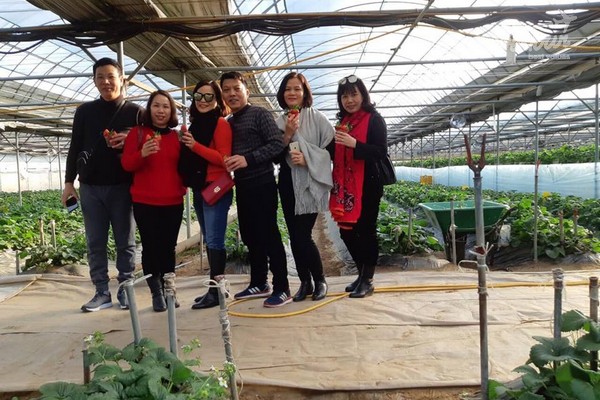 Trải nghiệm thú vị tại nông trại trồng dâu tây Hàn Quốc Trải nghiệm thú vị tại nông trại trồng dâu tây Hàn Quốc