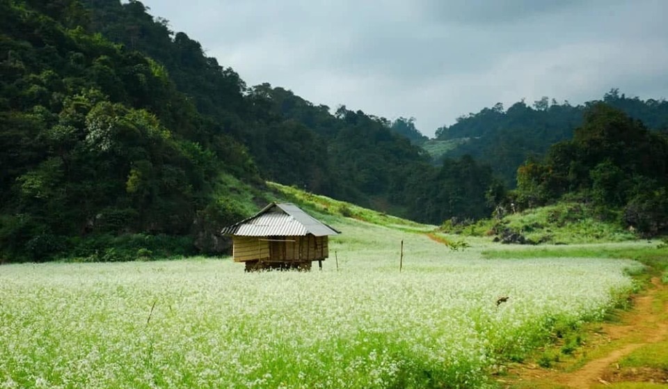 Du Lịch Mộc Châu