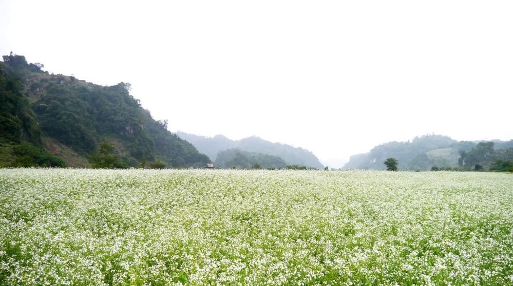 Du Lịch Mộc Châu