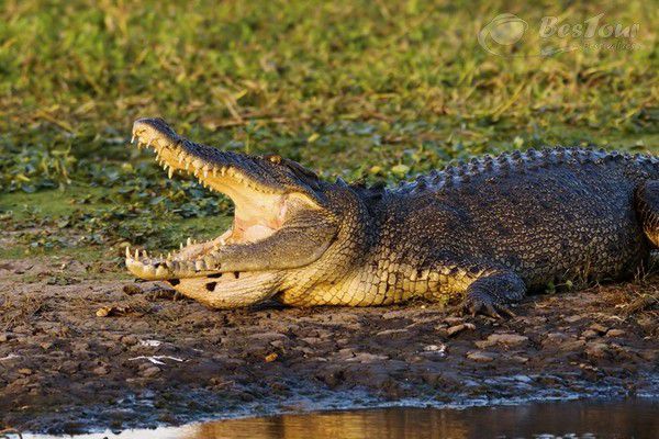Trải nghiệm những cảm giác tuyệt vời nhất khi tới công viên quốc gia Kakadu, Úc Trải nghiệm những cảm giác tuyệt vời nhất khi tới công viên quốc gia Kakadu, Úc